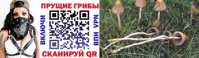 купить наркотики сайты Славск Псилоцибиновые грибы Psilocybine cubensis